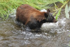 Alaska
